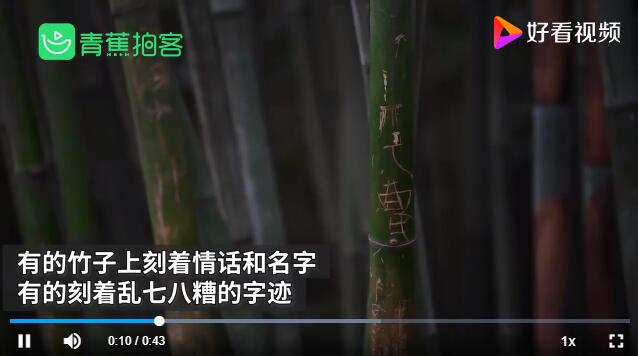 气愤！成都大熊猫基地景观竹遭游客刻划，伤痕累累！