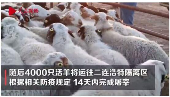 【终于来了】首批4000只蒙古国捐赠羊今日交付 何时上餐桌？