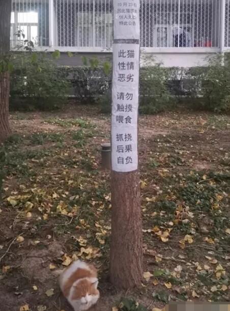 蔫了！北大流浪猫因抓人被连贴12张告示 突然被打入冷宫