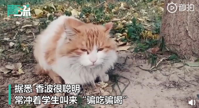 不许摸!北大流浪猫因抓人被连贴12张告示