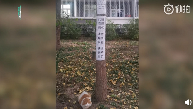 不许摸!北大流浪猫因抓人被连贴12张告示