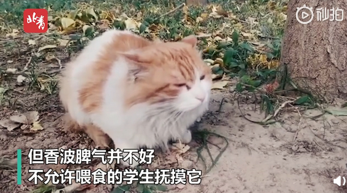 不许摸!北大流浪猫因抓人被连贴12张告示