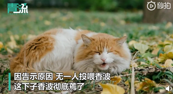 不许摸!北大流浪猫因抓人被连贴12张告示