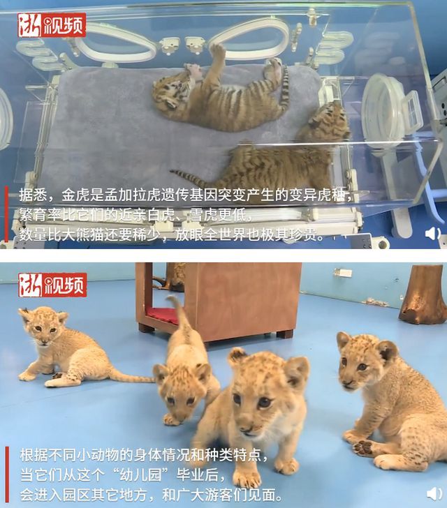 浙江湖州诞生4只小金虎 是变异虎种数量比大熊猫还要稀少