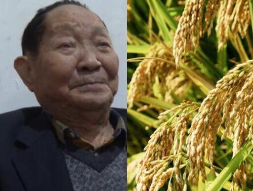 破纪录!袁隆平团队双季稻亩产超过3000斤