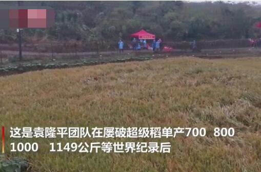 破纪录!袁隆平团队双季稻亩产超过3000斤