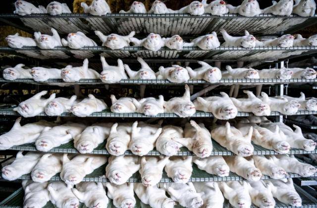 至少1500万只！丹麦全国“杀貂”，祸起何时？