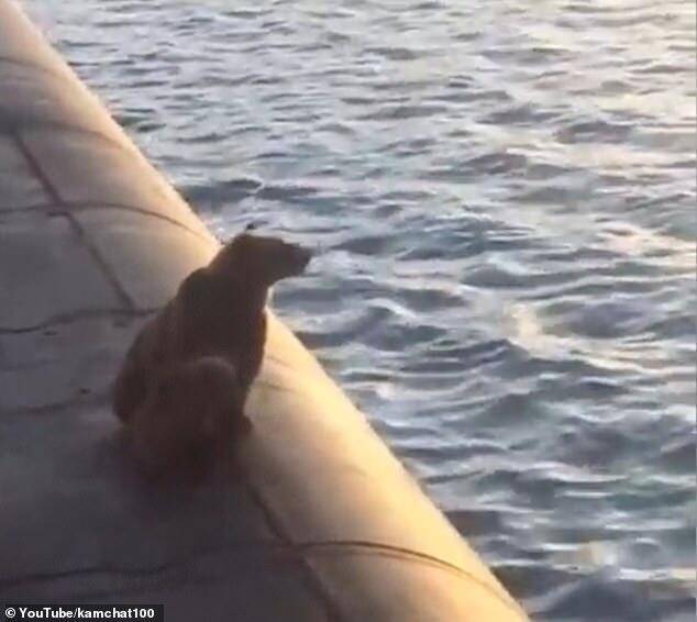 熊母子爬上潜艇遭“枪击”引发愤怒，俄罗斯海军：别无选择