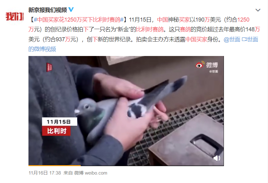 【围观】中国买家花1250万买下比利时赛鸽 神秘买家究竟是谁？