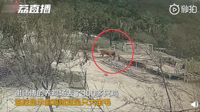 金毛干起了黄鼠狼的勾当!养鸡场丢300多只鸡 小偷是只金毛