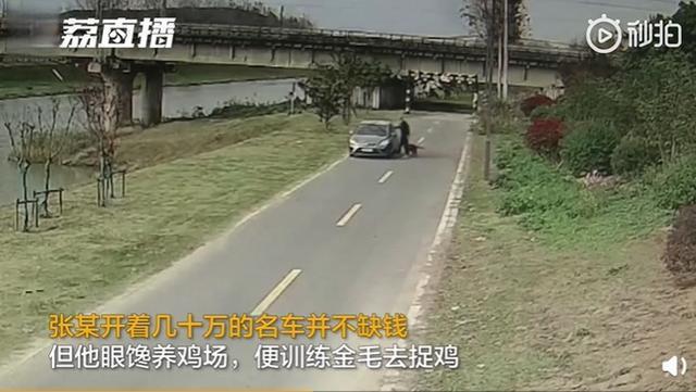 金毛干起了黄鼠狼的勾当!养鸡场丢300多只鸡 小偷是只金毛