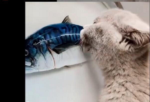 高手在民间！小伙创作3D树脂鱼馋得猫舔盆子太逼真了