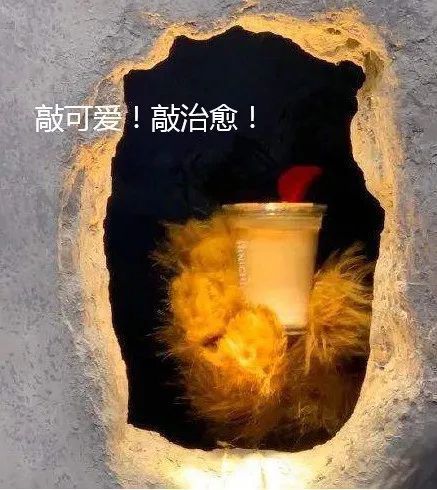 冬天的温暖！面部烧伤人士用熊爪递咖啡 感受到了ta的治愈力