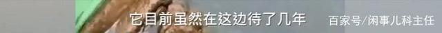 安徽女子河边洗碗遇野生扬子鳄 网友：感觉还挺可爱