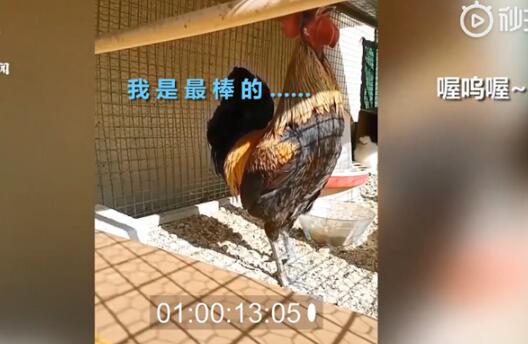 公鸡打鸣打到缺氧昏倒 打鸣公鸡中的“超长待鸡”