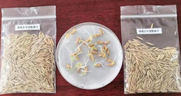 接地气儿! 和嫦娥五号上天的水稻种子发芽了