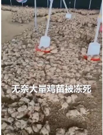 江苏省盐城市：过半鸡苗被冻死 大妈跪地祈祷