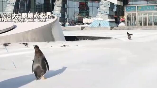 呆萌!人工孵化企鹅第1次看到雪看什么都好奇【图】