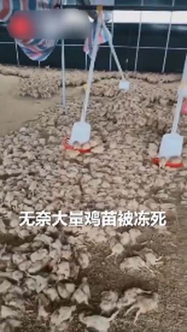 痛心!过半鸡苗被冻死 大妈跪地祈祷,到底发生了什么?