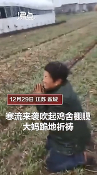 痛心!过半鸡苗被冻死 大妈跪地祈祷,到底发生了什么?