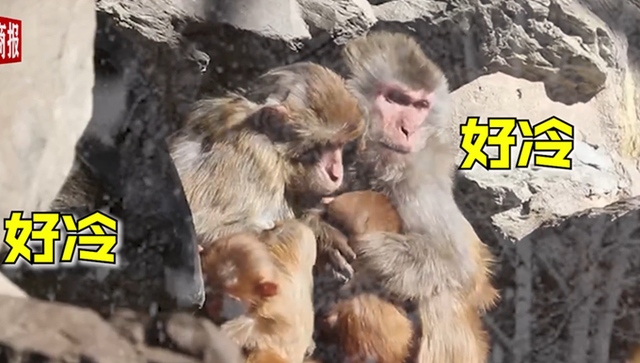 北京动物园猴子抱团取暖，画面情意浓浓