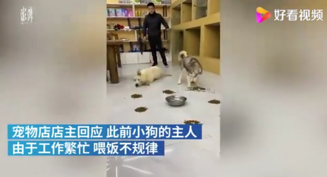 笑喷！拉布拉多疯狂