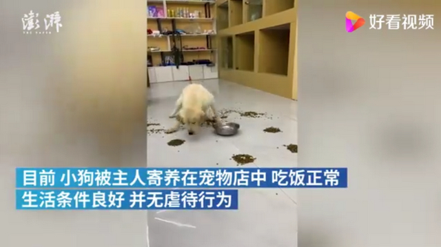 笑喷！拉布拉多疯狂
