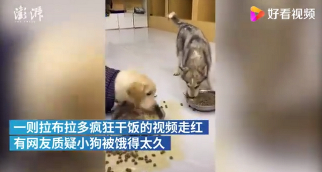 笑喷！拉布拉多疯狂