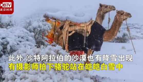 神奇的大自然!骆驼在撒哈拉沙漠雪中漫步上热搜