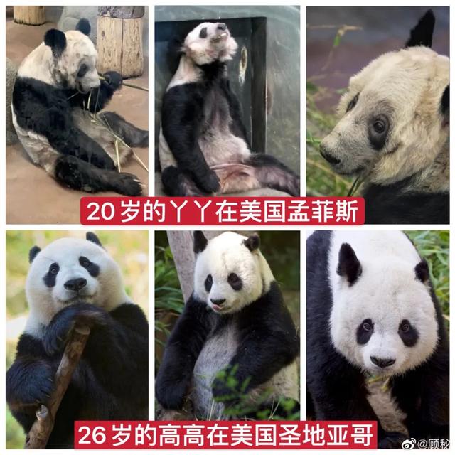 心疼！官方回应旅美大熊猫瘦骨嶙峋：会持续与动物园进行沟通