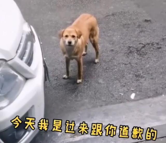 医患关系太难解决了!狗子绝育后连续3个月到宠物医院“骂街 ” 