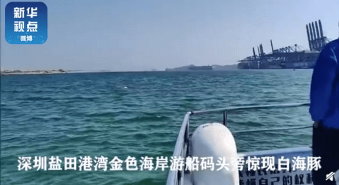 时浮时沉,优雅跳跃!深圳海湾出现白海豚