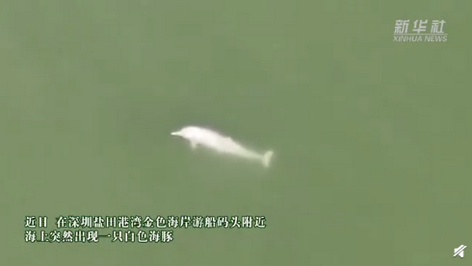 水质变好啦！深圳海湾出现白海豚 这一幕太难得