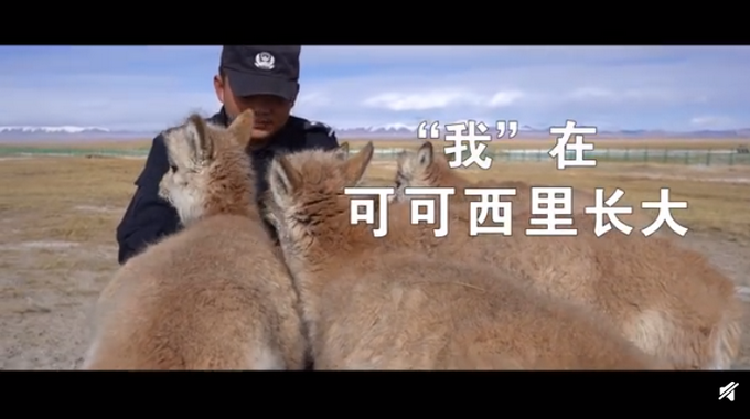 保护小可爱!可可西里300多只藏羚羊重回自然 这所“幼儿园”了不起