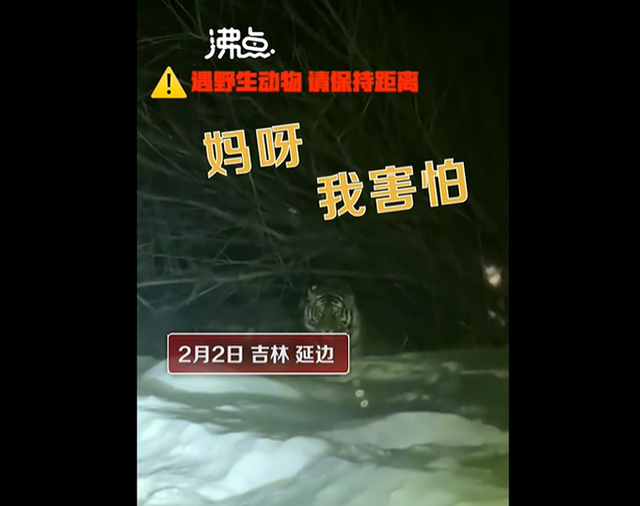 这是什么运气！女子下班途中偶遇东北虎 网友大呼：好恐怖呀