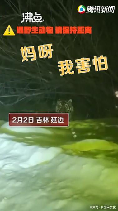 惊险又刺激！ 女子下班途中偶遇东北虎