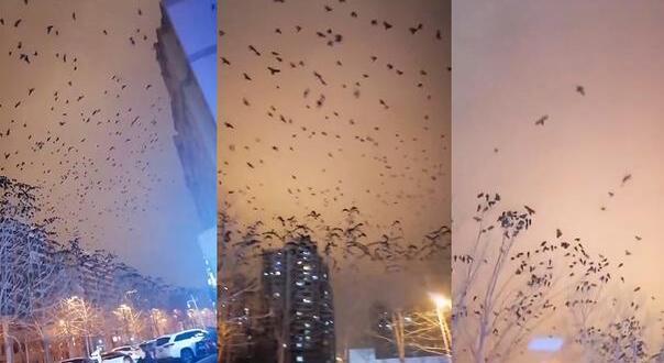 像末日灾难大片！青海西宁上空乌鸦成群遮天蔽日 路人遭受粪便袭击