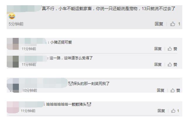 男子开轿车运送13头猪被罚款 民警： 轿车内怎么会有猪叫声？