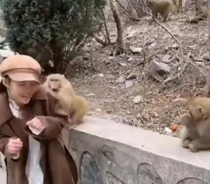 尴尬到爆!女孩景区喂猴被扯掉假发 吓得没敢回去捡