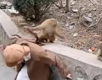 尴尬到爆!女孩景区喂猴被扯掉假发 吓得没敢回去捡