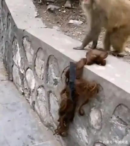 笑cry！女孩景区喂猴被扯掉假发 猴子被吓的后退一小步