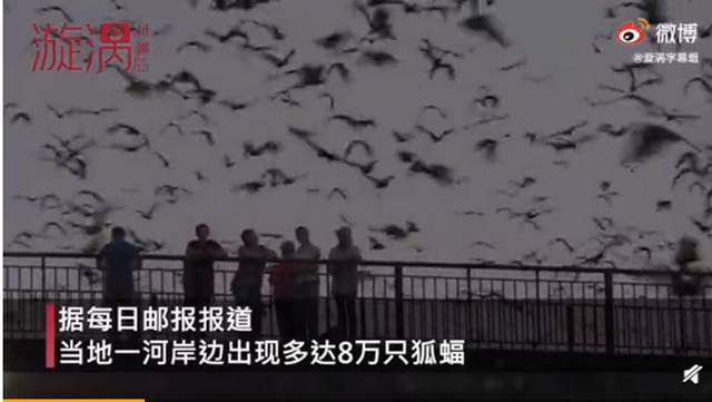 密恐慎入！澳大利亚一地遭8万狐蝠入侵 这景象仿佛世界末日