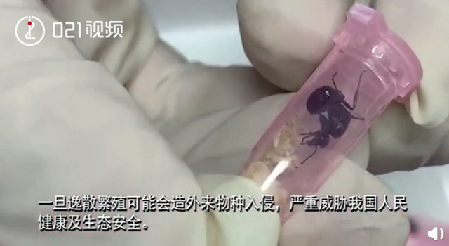 头皮发麻！上海海关查获406只活体蚂蚁，每只都单独放置管中