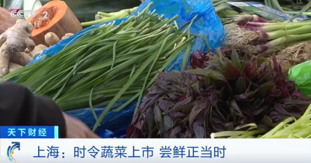 真的香!“金贵”的价格!上海香椿卖到90元一斤