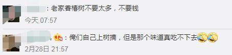 真的香!“金贵”的价格!上海香椿卖到90元一斤