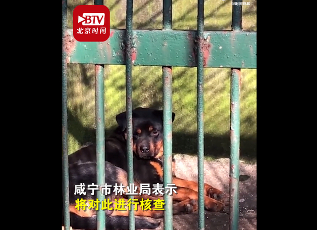 狼换成了狗！湖北一动物园以狗充狼，园方回应：狼已老死，狗无处可放