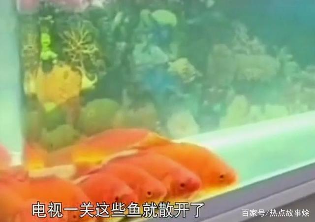 难以想象！金鱼排成一排看电视 网友：这我真没见过