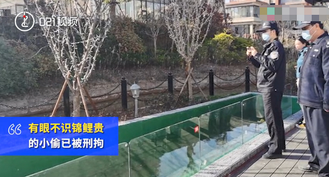 迷惑行为大赏!男子偷5万元锦鲤晒成小鱼干,知道价格后傻眼