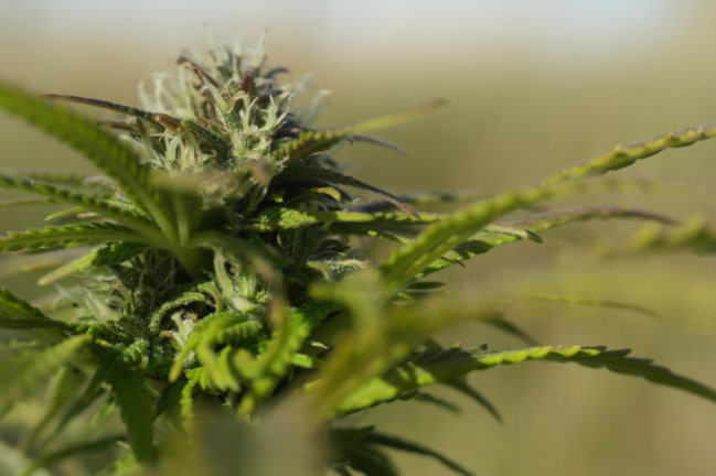 美国即将“夹在两个卖大麻的邻居中间”