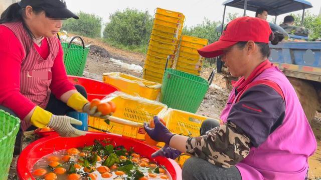 果农称从来不吃“泡药”沃柑 具体是啥情况？详情曝光！ 